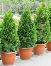 Thuja occidentalis "Smaragd''