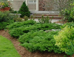Juniperus "Green Carpet"