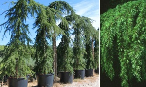 Cedrus deodara 'Pendula'