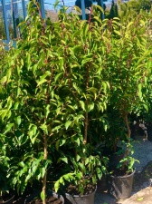 Prunus luisitanica