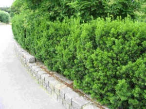 Taxus media "Hicksii"