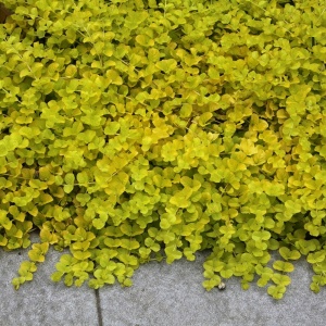 Lysimachia nummularia