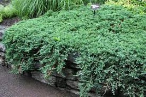 Juniperus Wiltonii
