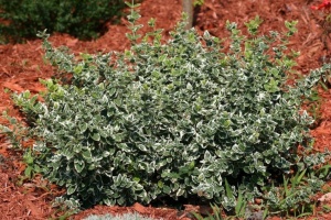 Euonymus Emerald Gaiety 