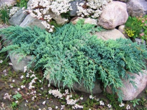 Juniperus Squamata "Blue Carpet"