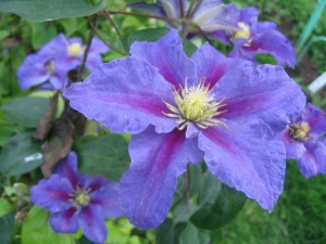 Clematis