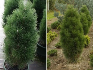 Pinus nigra Green Tower