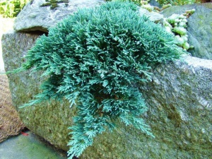 Juniperus horizontalis "Icee Blue"