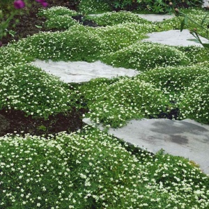 Sagina subulata