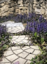 Ajuga