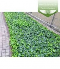 Hedera helix