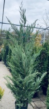 Cupressocyparis Leylandii