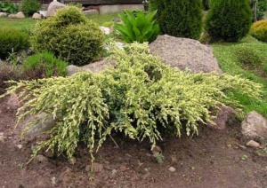 Juniperus Squamata "Holger"
