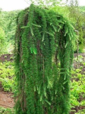 Larix kaempferi "Stiff Weeper"