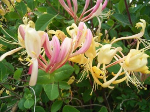 Lonicera caprifolium