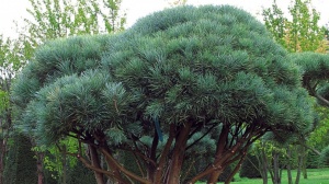 Pinus sylvestris Watereri Bonsai 