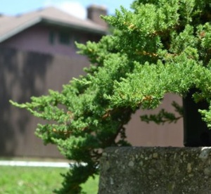 Juniperus procumbens "Nana" PA