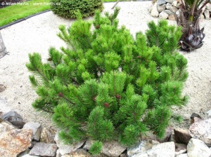 Pinus Mugo "pumilio"