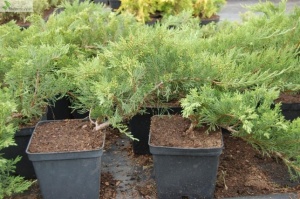 juniperus "Sabina Tamariscifolia"