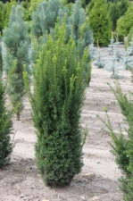 Taxus Hillii