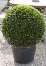 Taxus baccata format