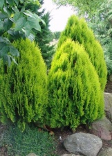 Thuja occidentalis "Aurea Nana"